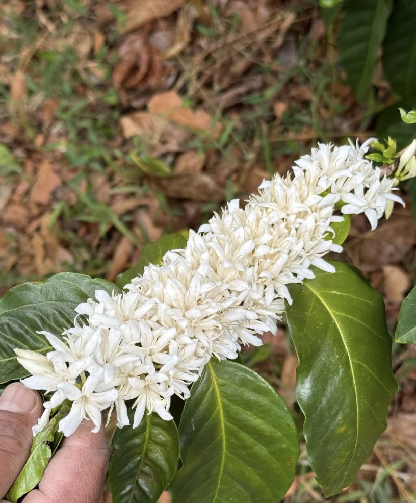 Good Beans 🇸🇻 El Salvador Coffee Roasters⚡☕ tweet media