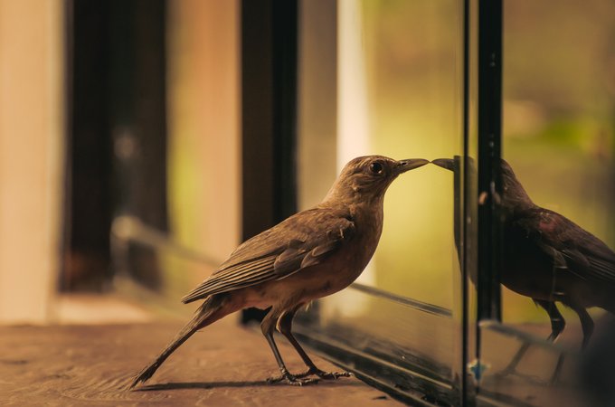 Window Works USA tweet media