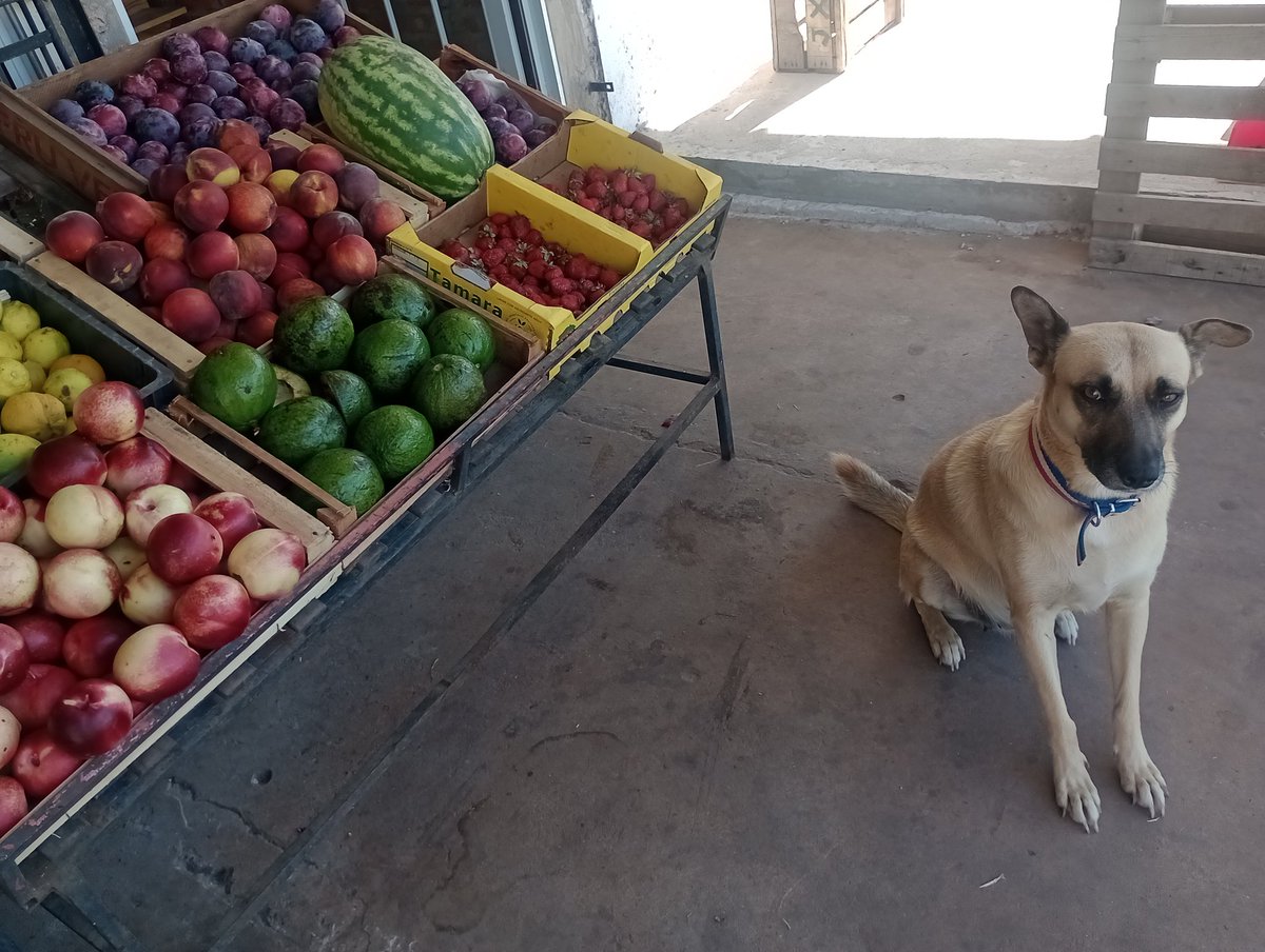CotiRuidiaz16's tweet photo. Gorda recibe a los clientes. Coman fruticas🫰🏼🌝 https://t.co/kJ53bk0gxS