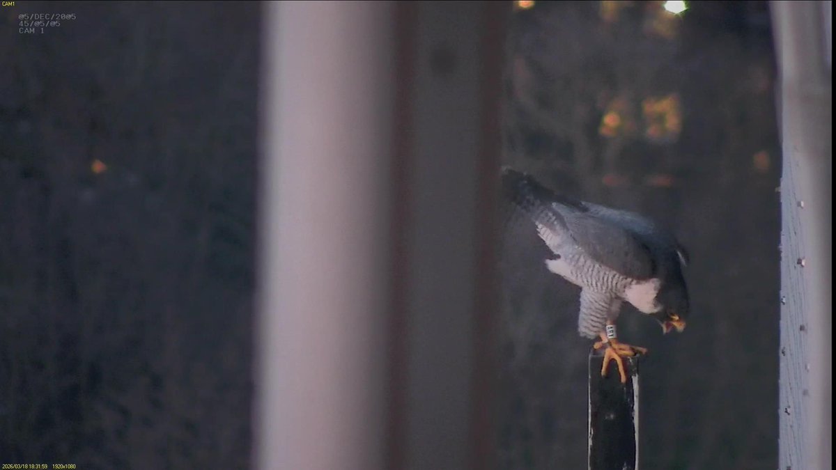 FaB Peregrines tweet media