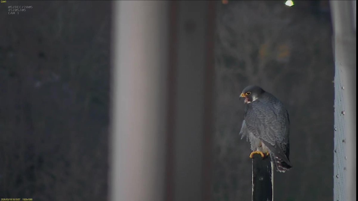 FaB Peregrines tweet media
