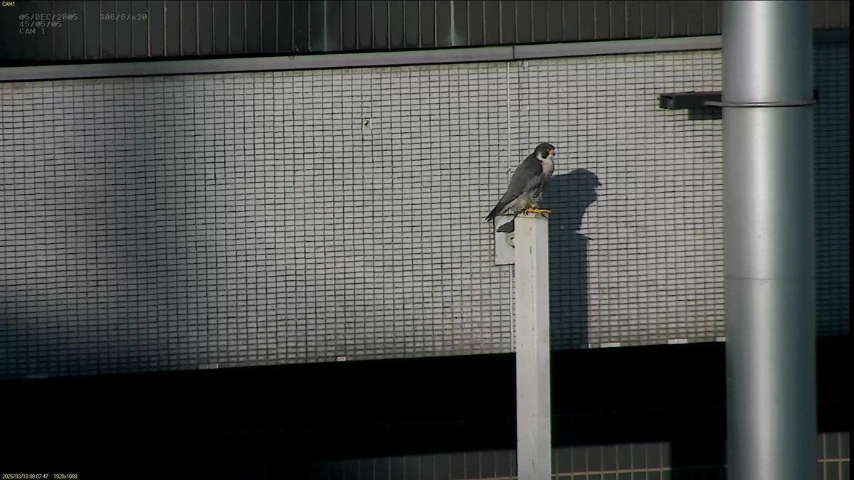 FaB Peregrines tweet media