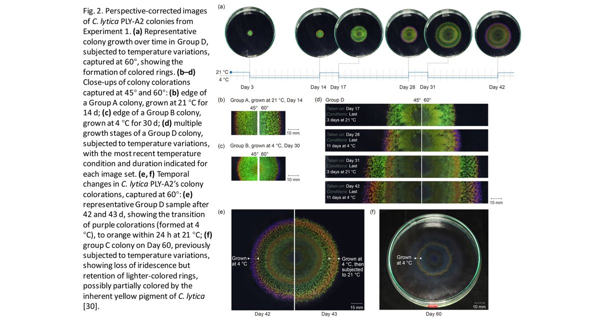 Bio-Design and Manufacturing tweet media