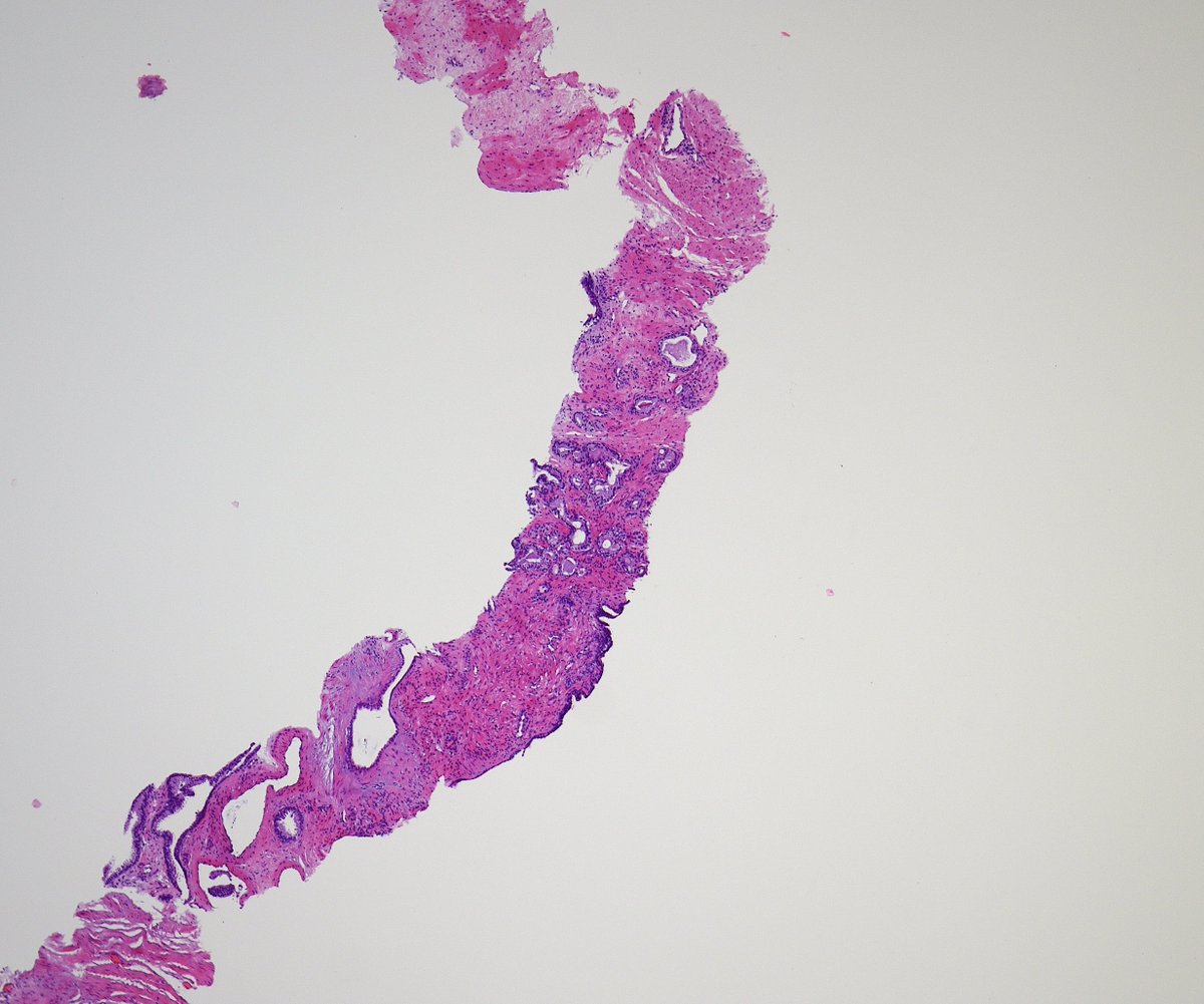 Miruna Popescu, MD tweet media