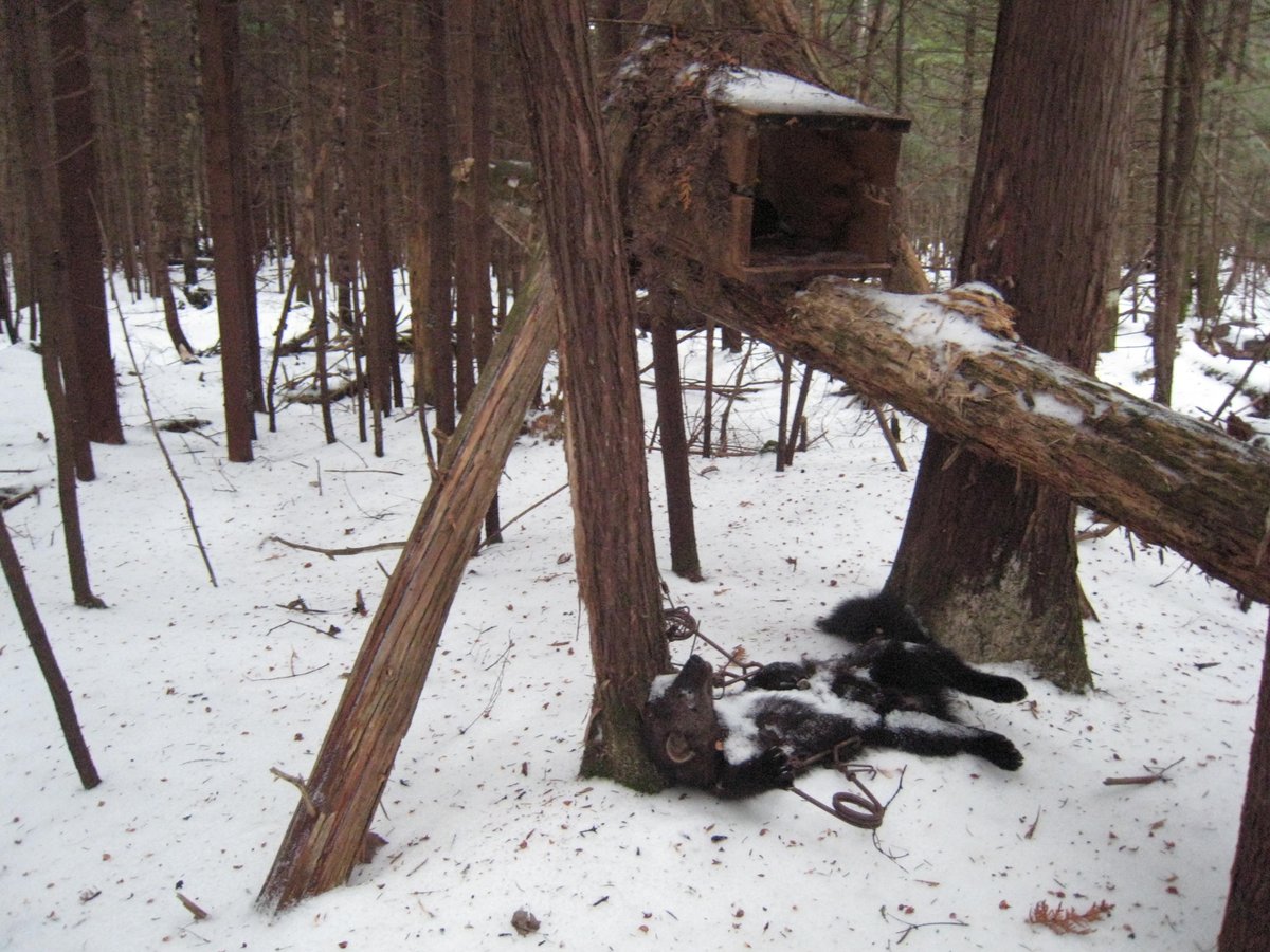 The Trapper tweet media