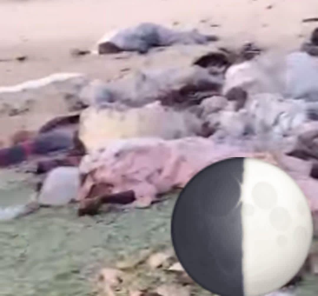 El_Chogar ๐น๐ฉ ุงู_ุดููุงุฑ tweet media