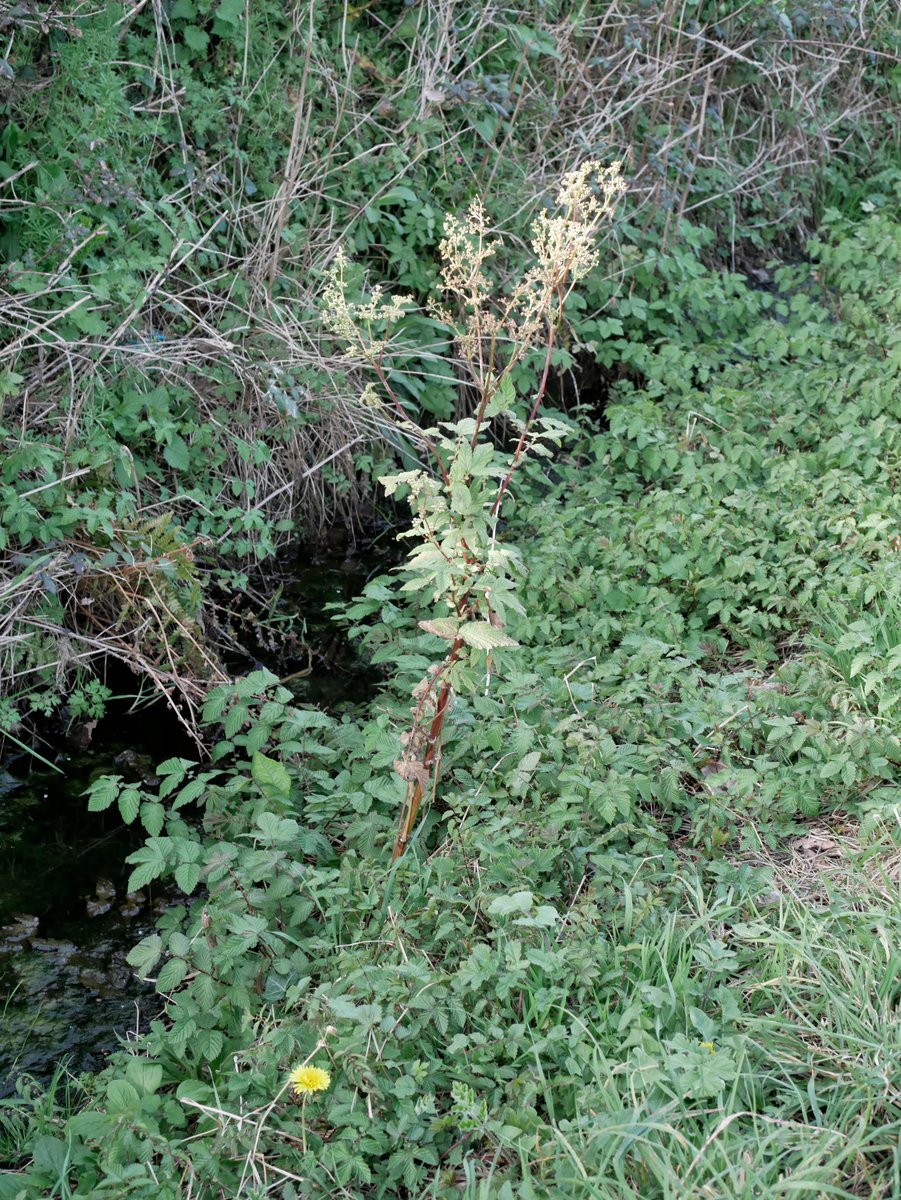 Sylvatica tweet media