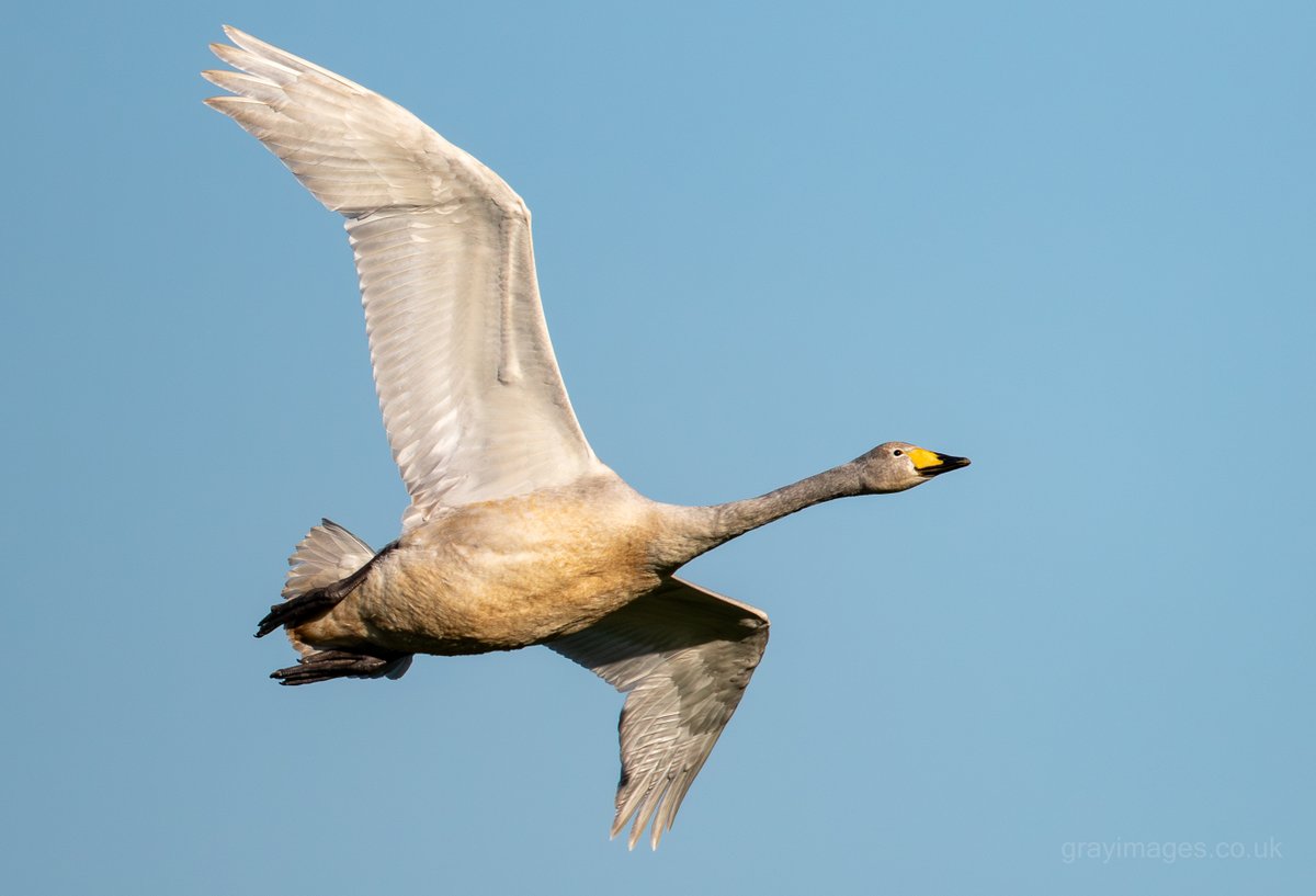 Sean Gray tweet media