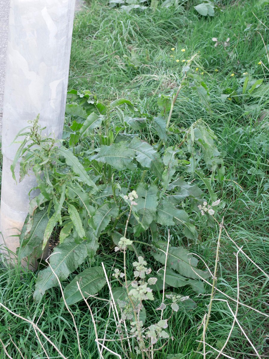 Sylvatica tweet media