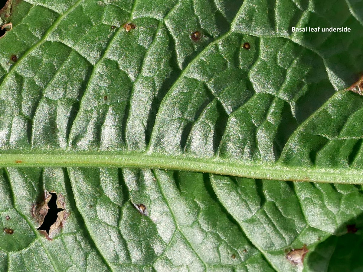 Sylvatica tweet media