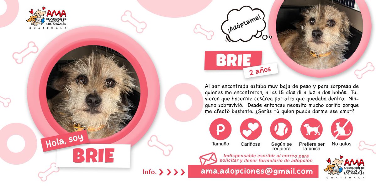 amigosdelosanimales tweet media