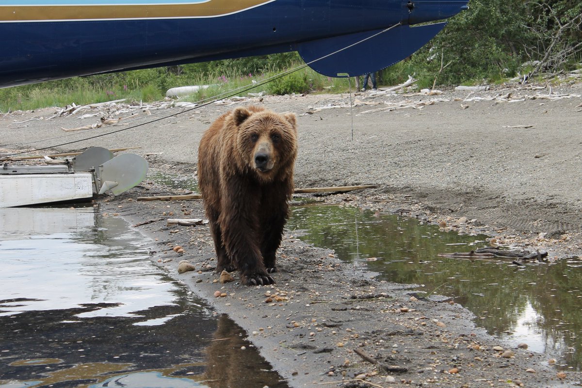 Capt FAFO tweet media