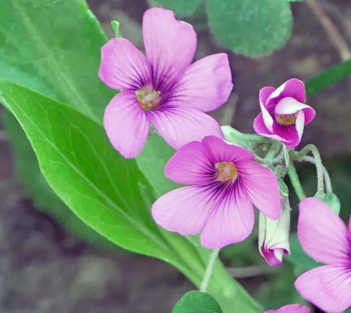 Sylvatica tweet media