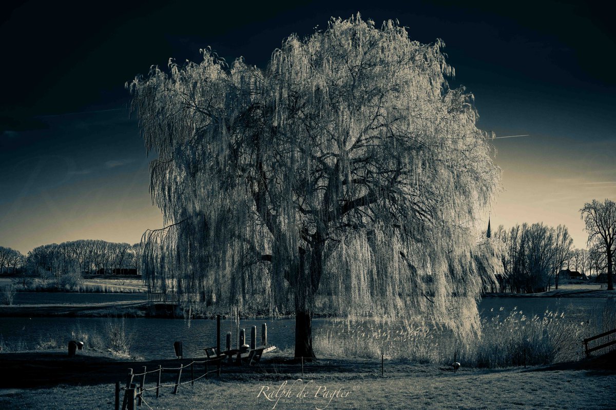 CherryPic of the Day: Majestic Tree

#tree #springtime #nature #batenburg