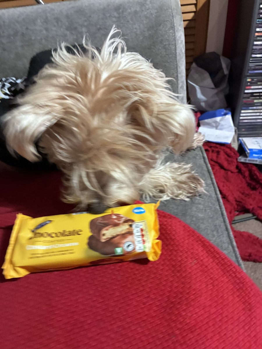 Neale and Fergus the Westie!! tweet media