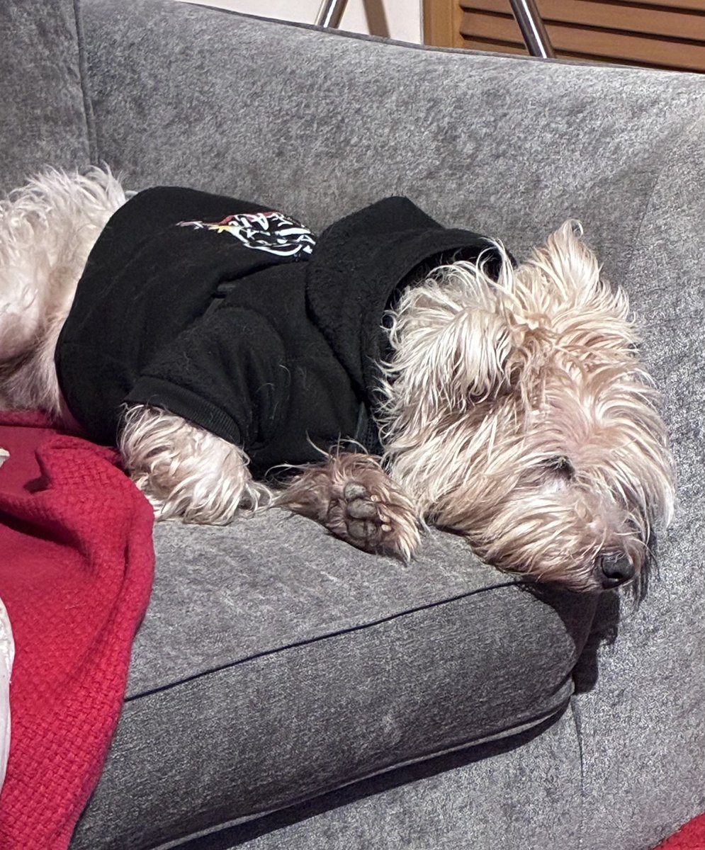 Neale and Fergus the Westie!! tweet media