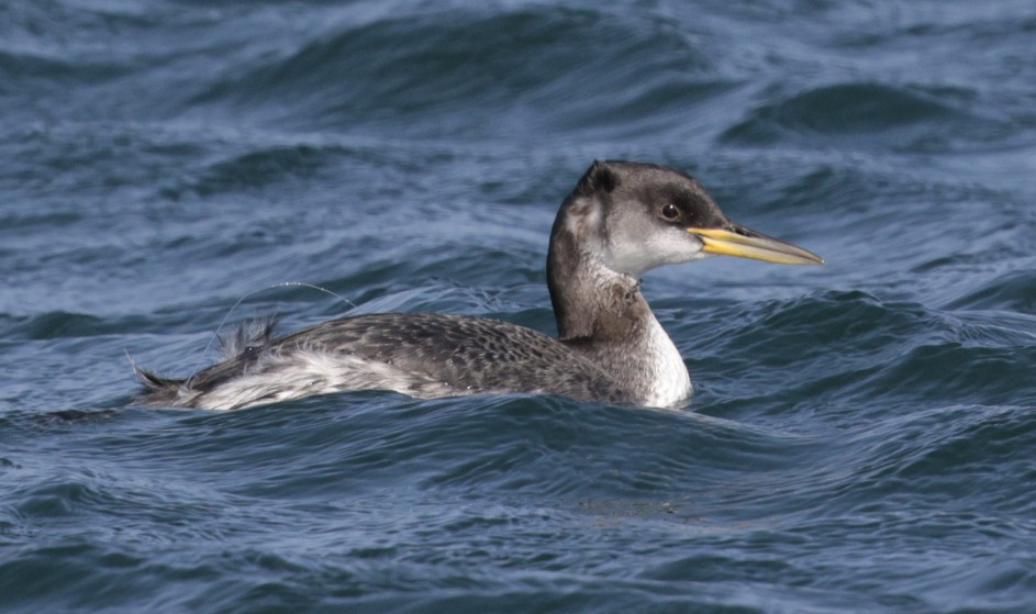 Rich Andrews tweet media