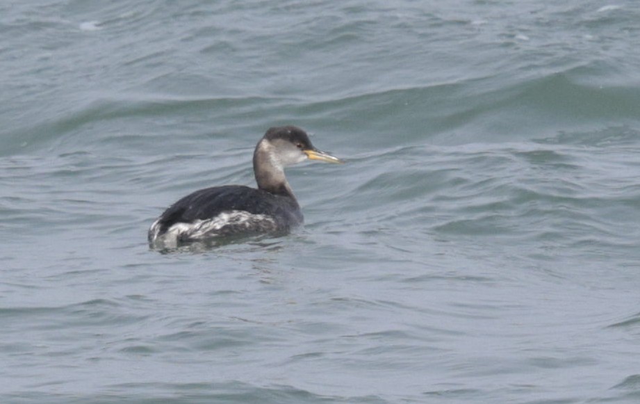 Rich Andrews tweet media