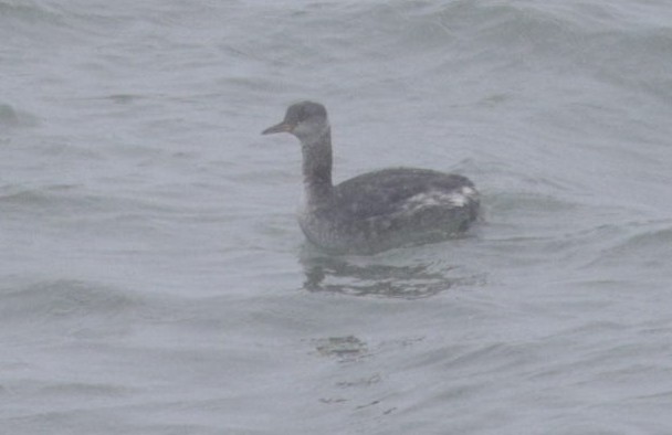 Rich Andrews tweet media