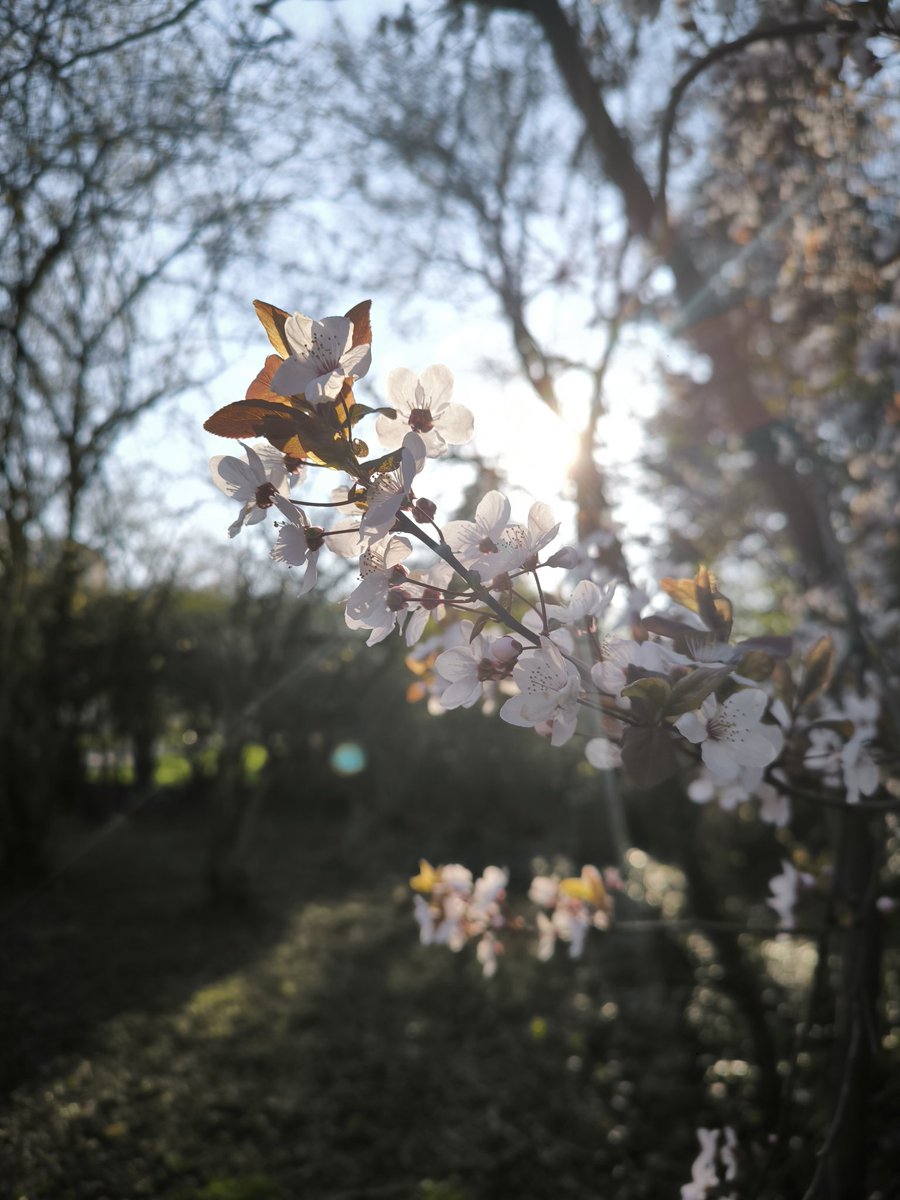 roni 🐾🦊 tweet media