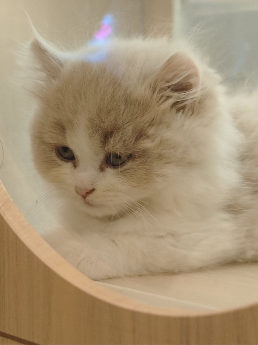 isah bbc zage tweet media