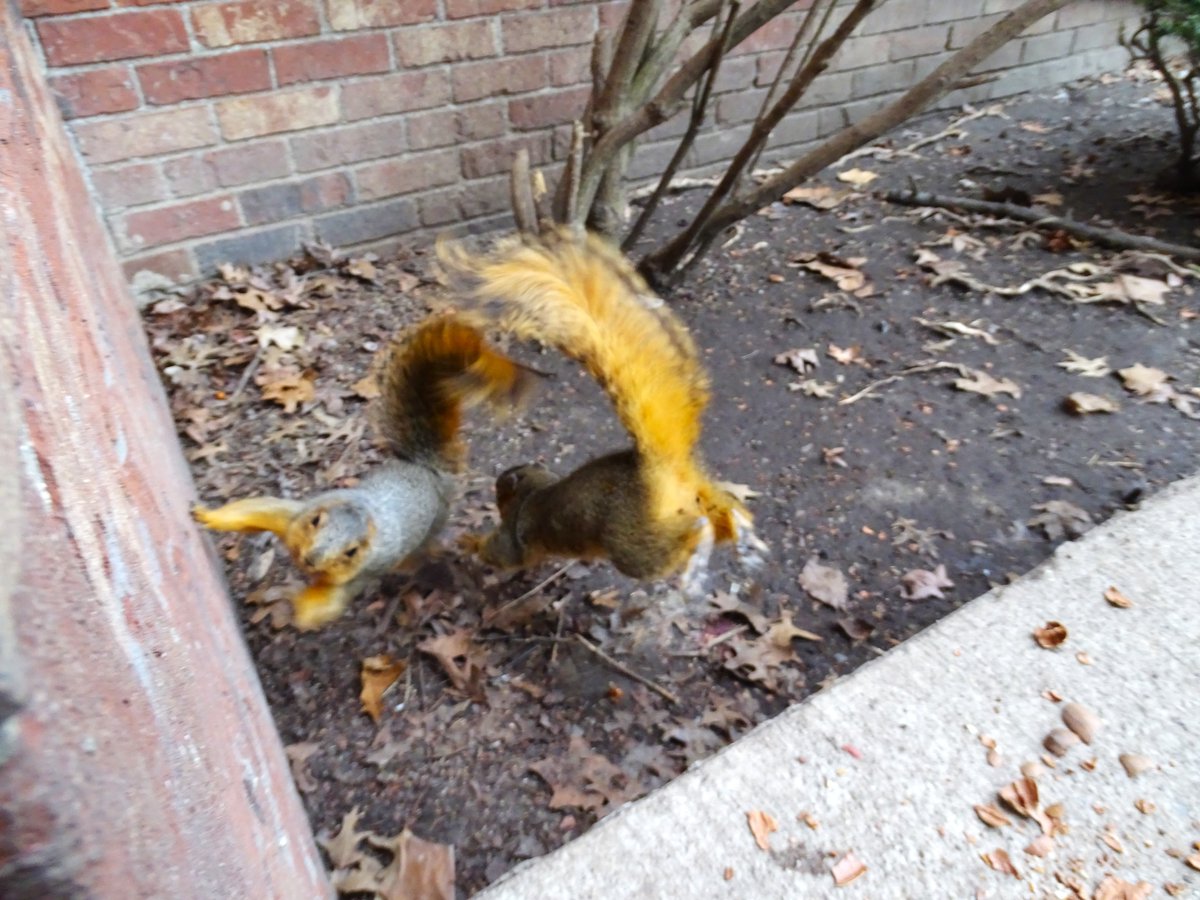 VeganSquirrelMan tweet media