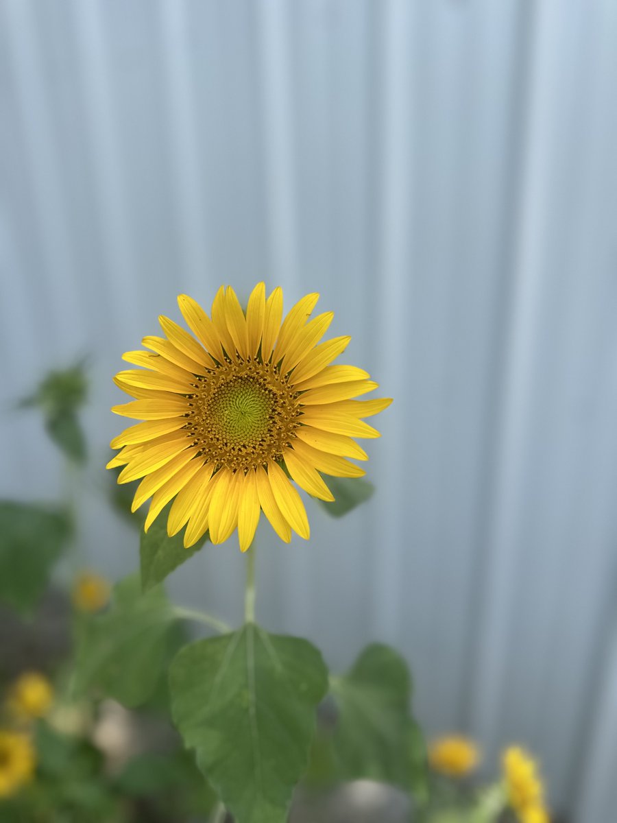 𝙴𝚕𝚕𝚎 ⋆˙⟡ tweet media