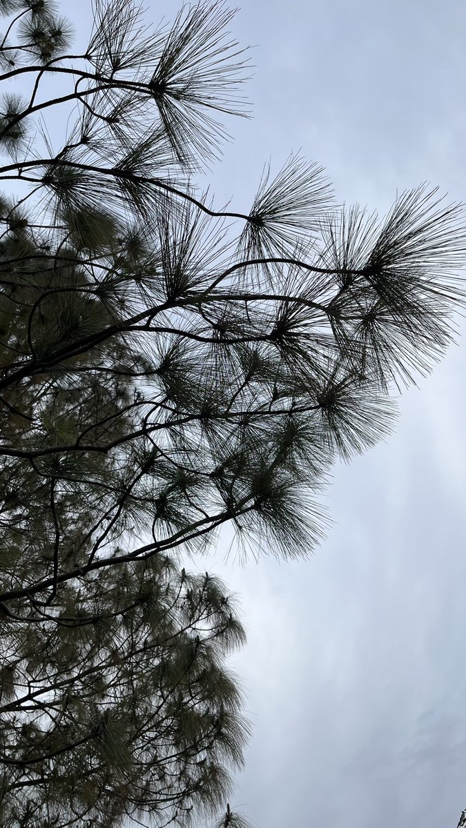 Tanvi 🤸‍♀️ tweet media