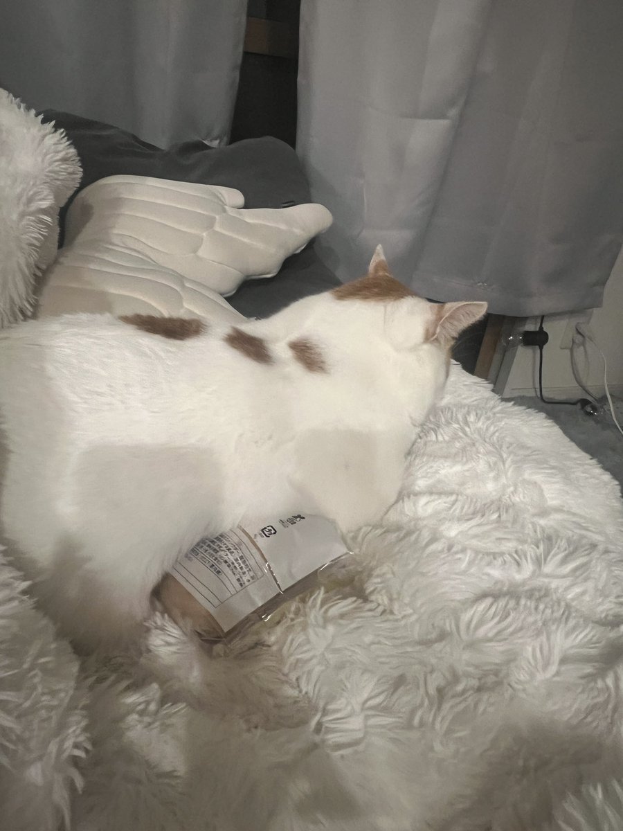 capsulebunny tweet media