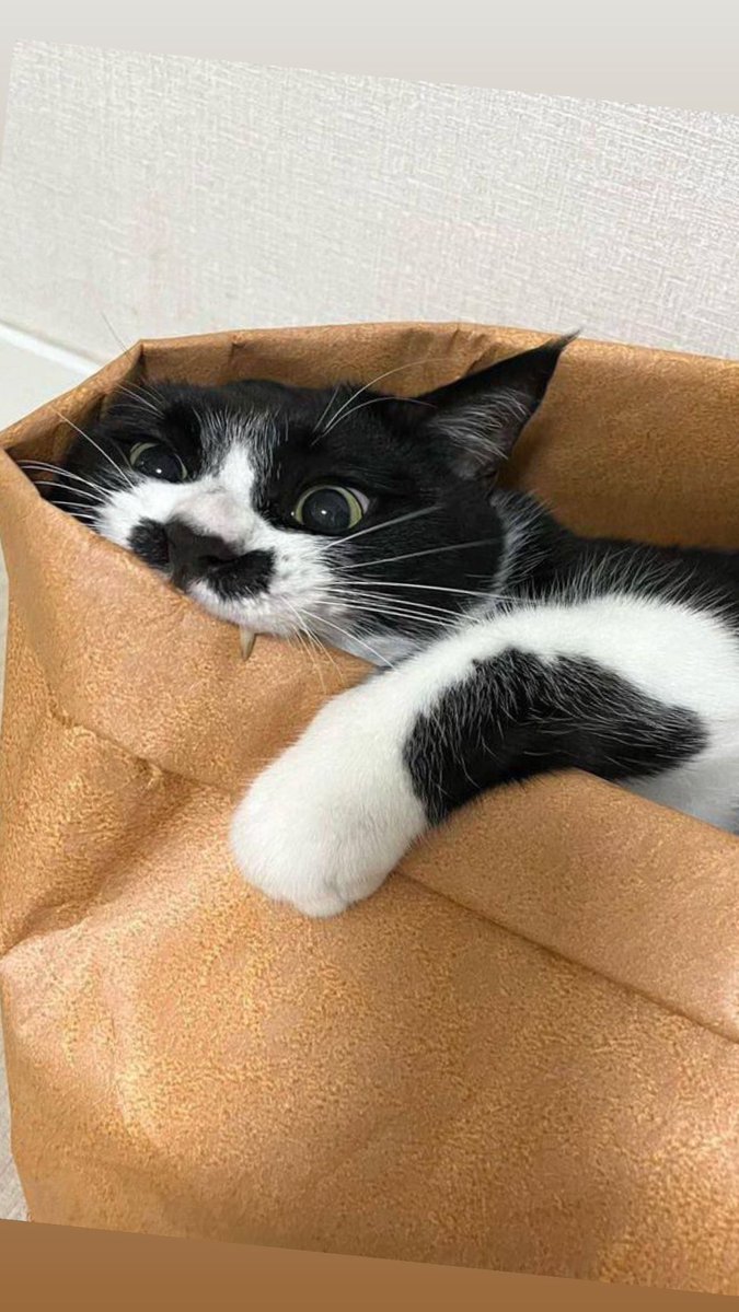 OnlyCats tweet media