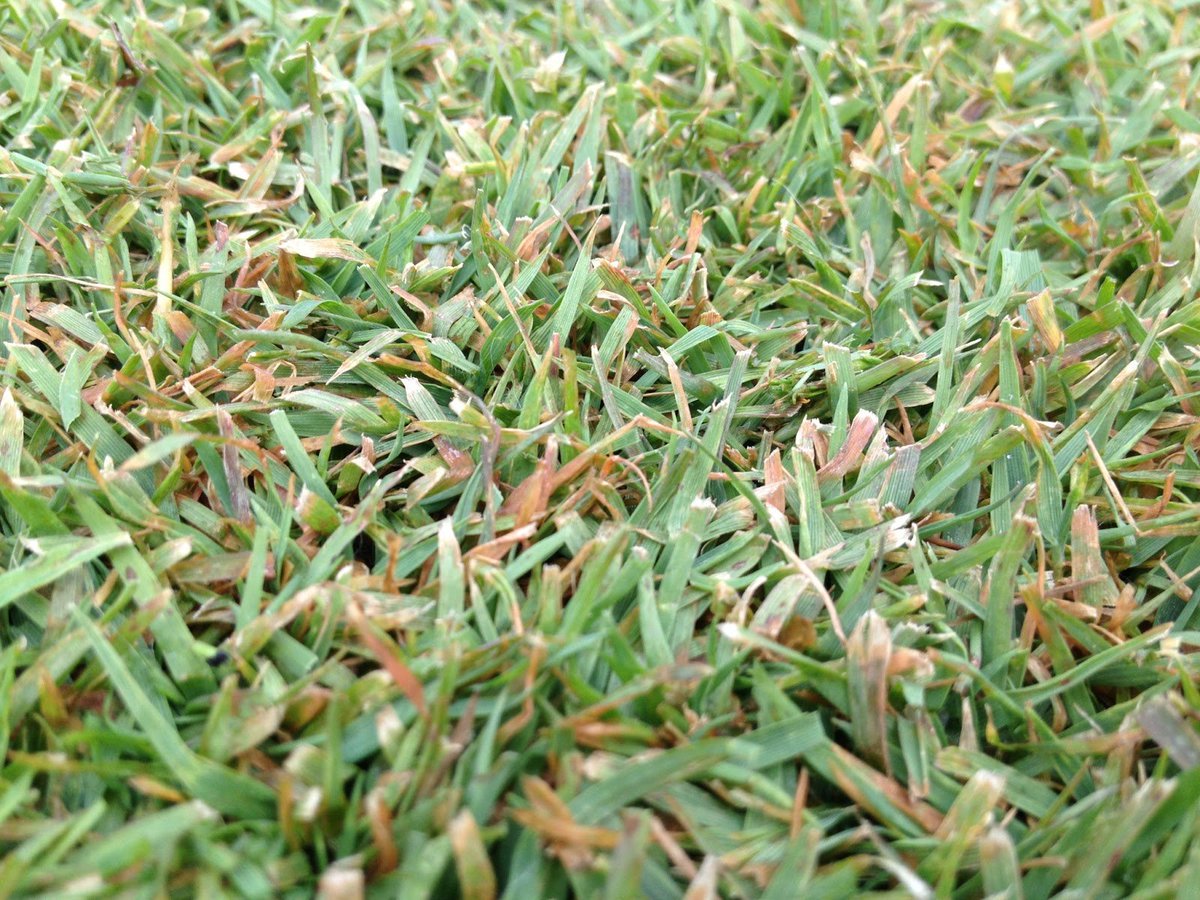 SGL_Golf's tweet photo. 🌱 Gray leaf spot thrives in spring &amp; summer. Keep turf healthy with SGL Golf’s approach: balance light, water &amp; nutrition, reduce compaction, limit leaf wetness, use UVC preventatively &amp; monitor with Turfbase Golf. 💡 

Bonus: curative UVC or mowing reduces spread. https://t.co/205lZxEL3k