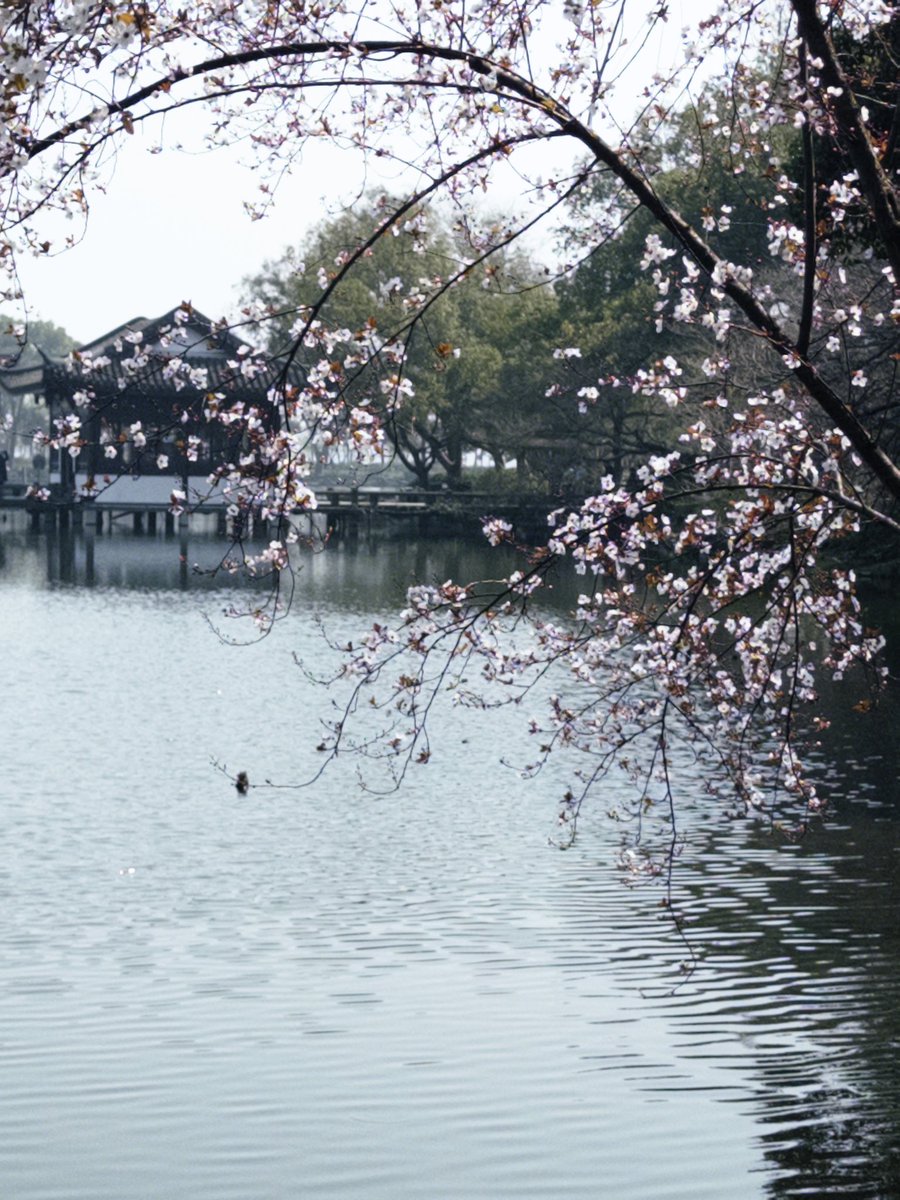 三聲鳴 tweet media