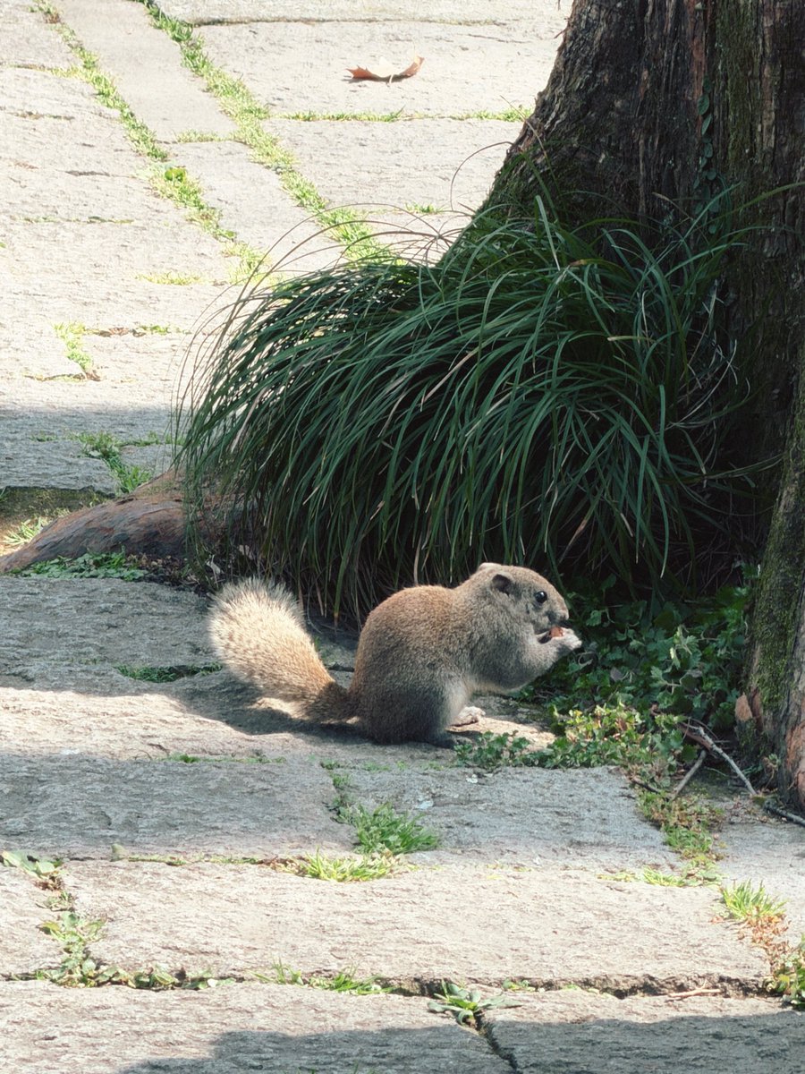 三聲鳴 tweet media