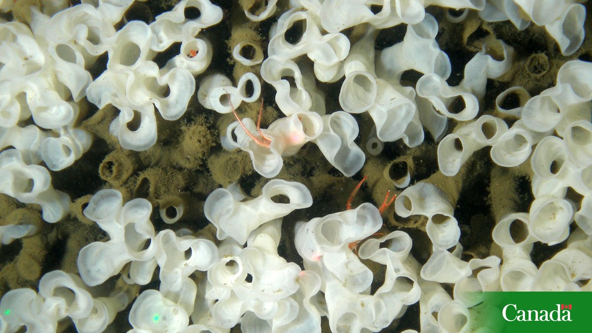 DFO_Pacific's tweet image. Happy global #RecyclingDay!

Glass sponge reefs may be some of nature’s most powerful and effective recyclers of ocean water! The Pacific reefs in #HoweSound, BC can filter over 17 billion liters of water every day!
ow.ly/tnJp50YuNxE