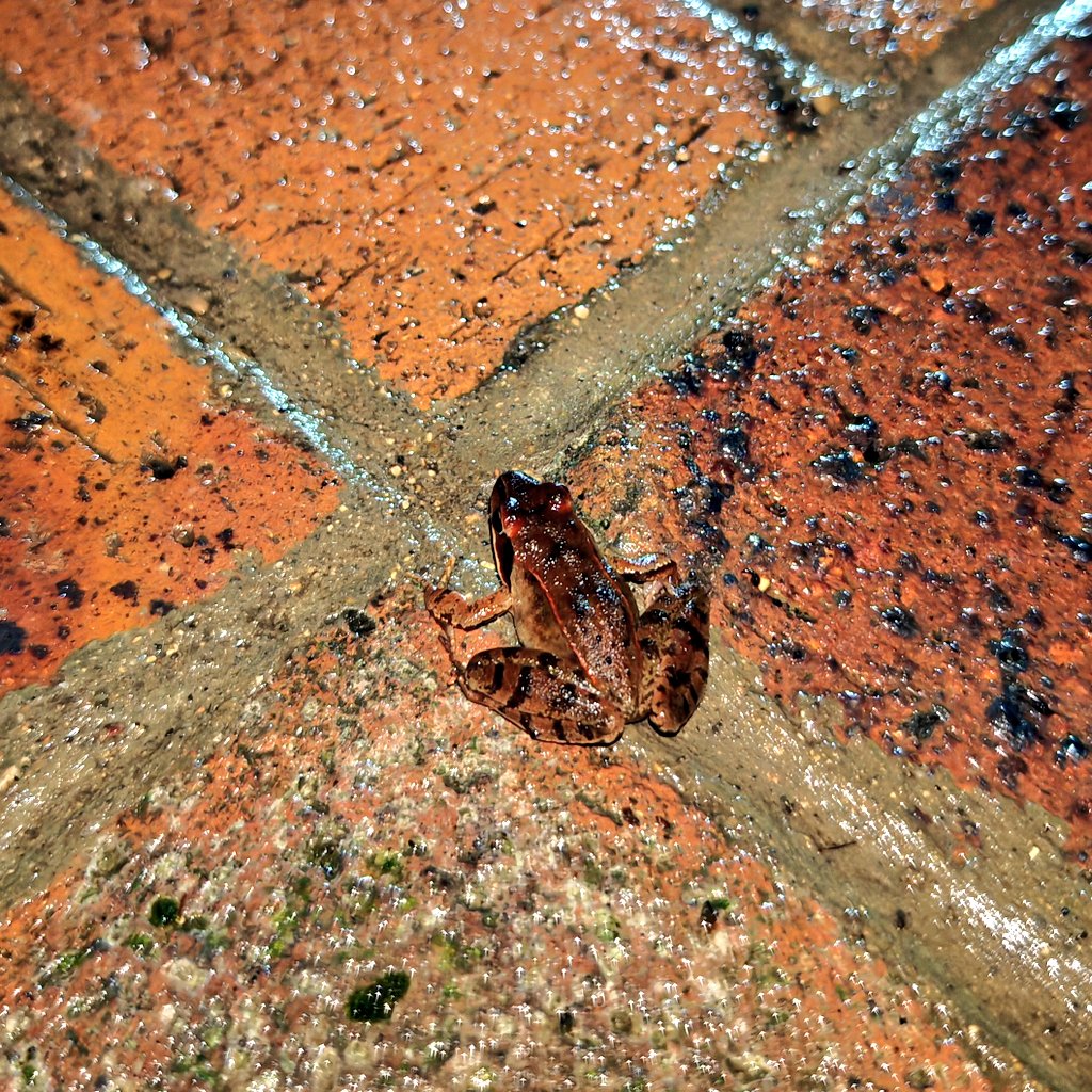 Le Novichok De Hoonited tweet media