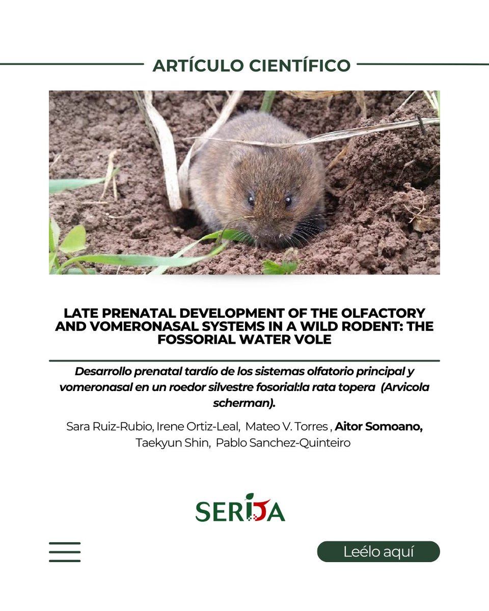 SeridaAst's tweet photo. ¡Nuevo artículo científico! 📋

El investigador Aitor Somoano ha participado en un estudio sobre el desarrollo prenatal de los sistemas olfatorios de la rata topera. ✅

https://t.co/GTFZf5YCaS https://t.co/hO4OINvxCg