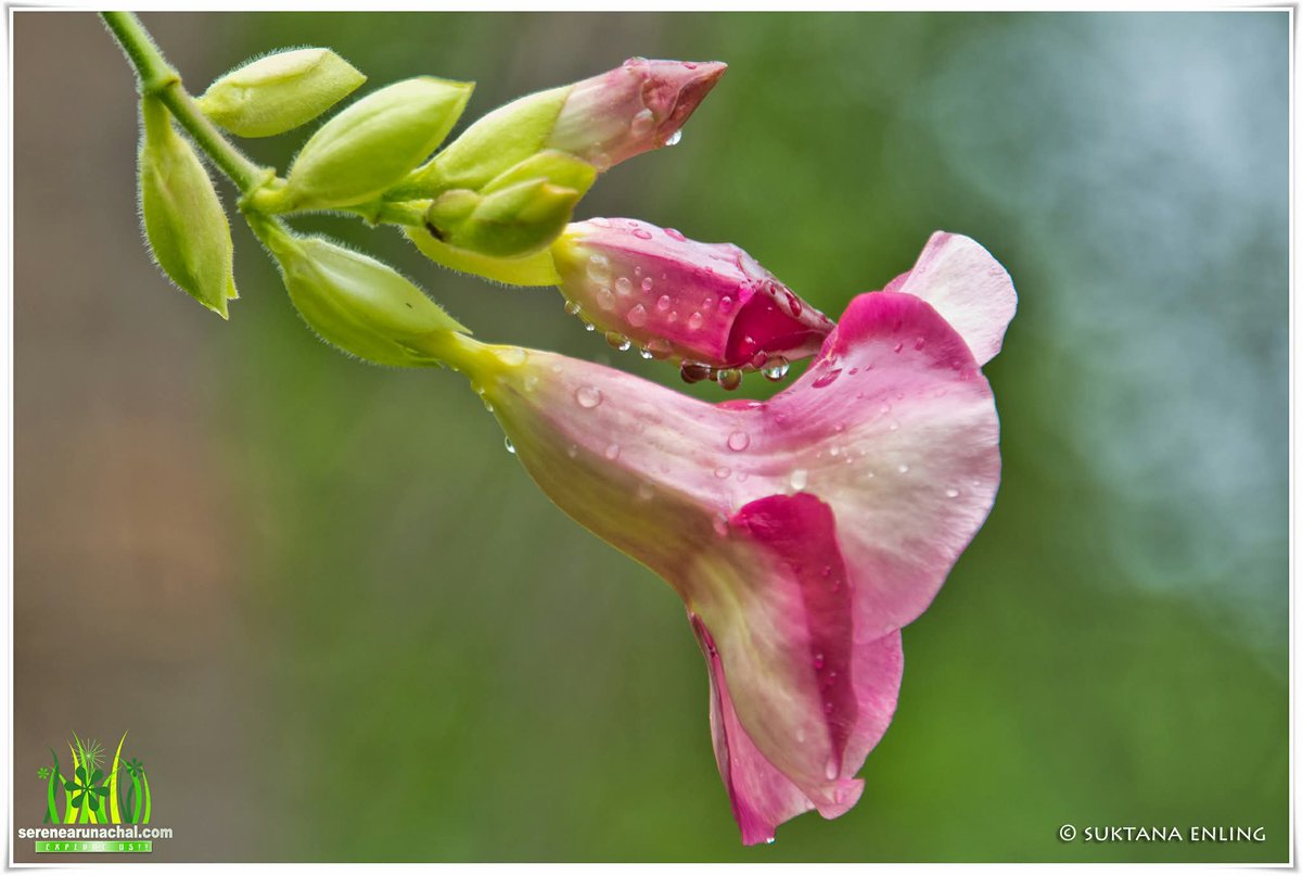 Soft petals kissed by raindrops… nature quietly celebrating the rain...

In every drop, a little magic unfolds!!

#RainyVibes  #SereneMoments