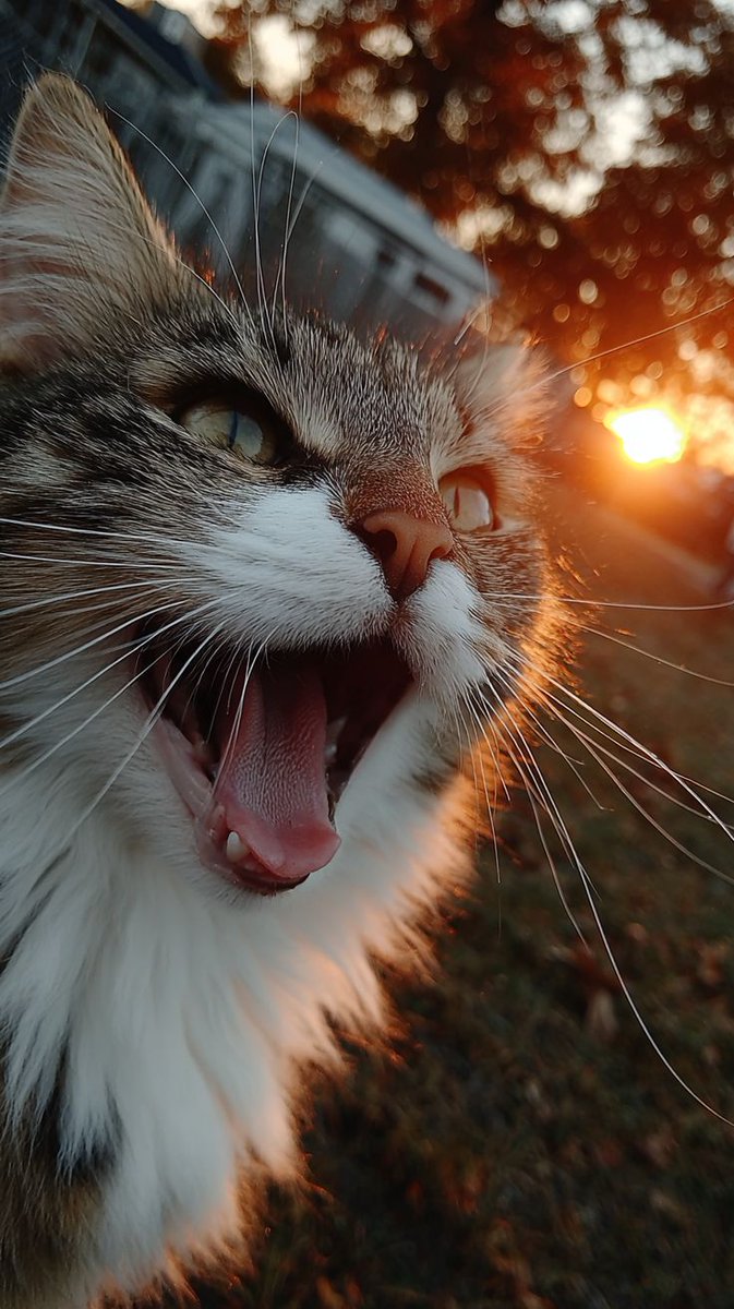 OnlyCats tweet media