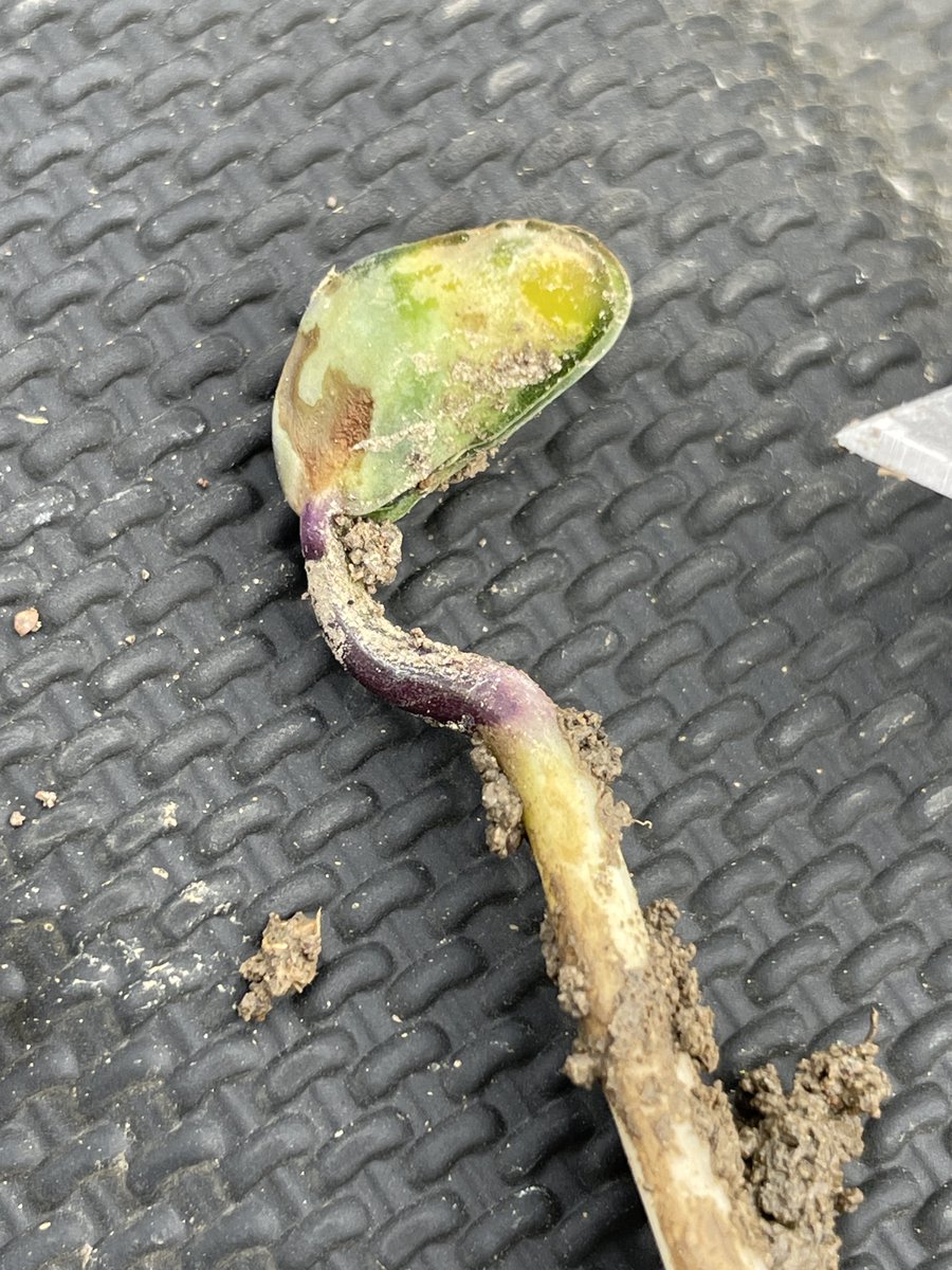 Mike Mulvaney tweet media