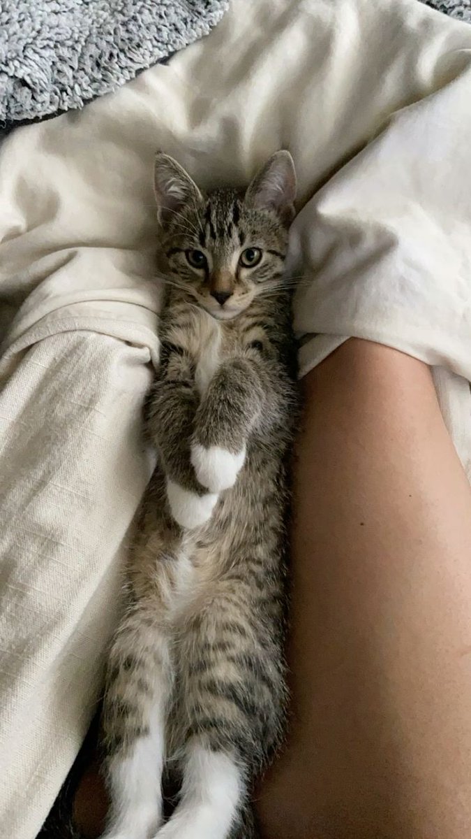 OnlyCats tweet media