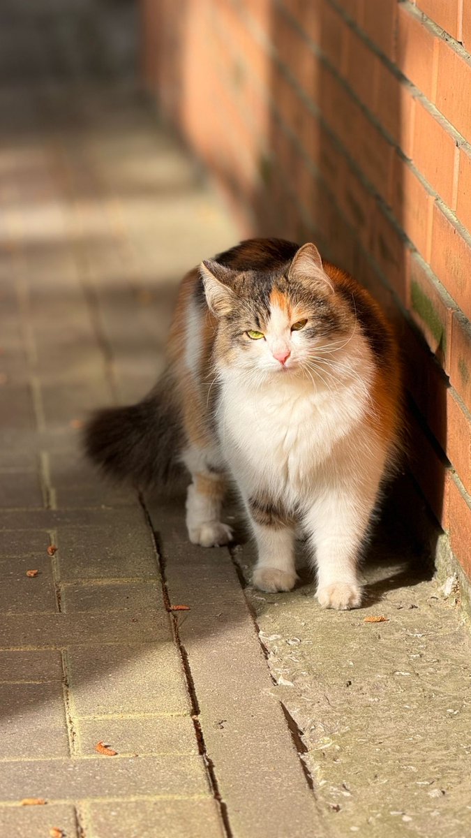 OnlyCats tweet media