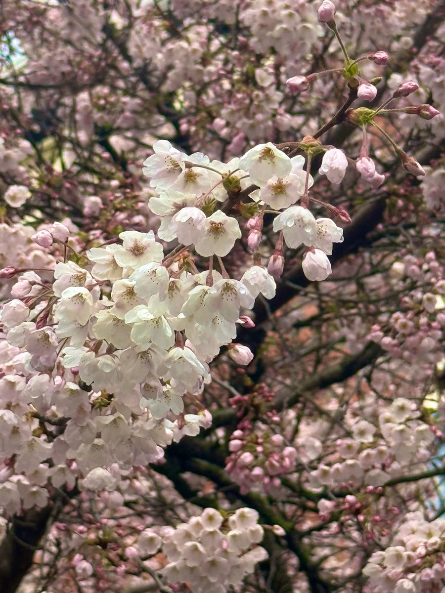 🇨🇦 Jean Paetkau 📕 tweet media