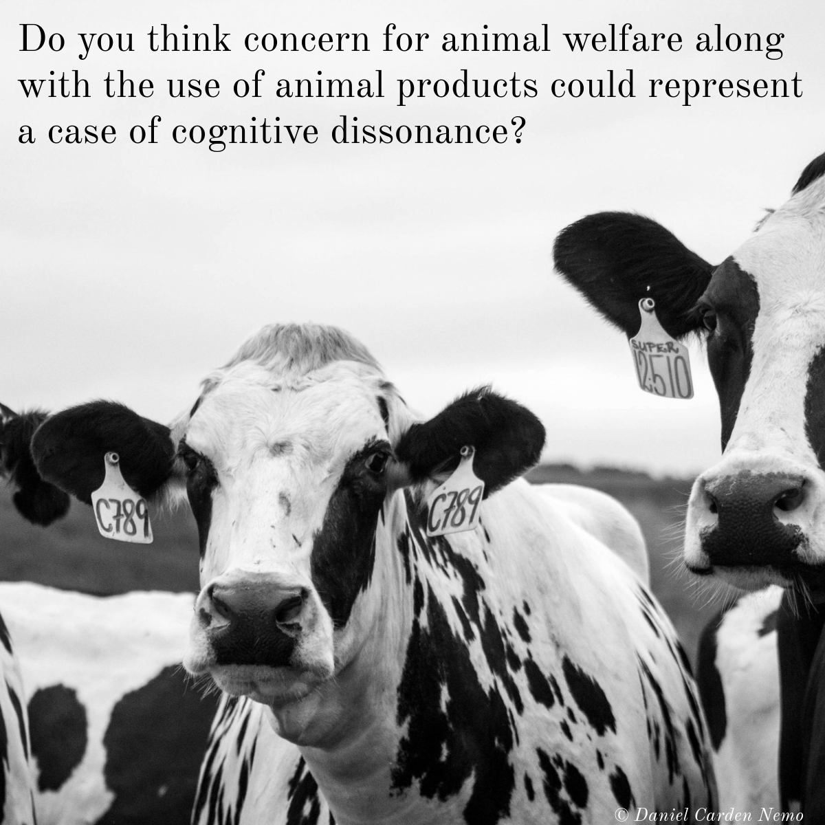 Daniel Carden Nemo tweet media