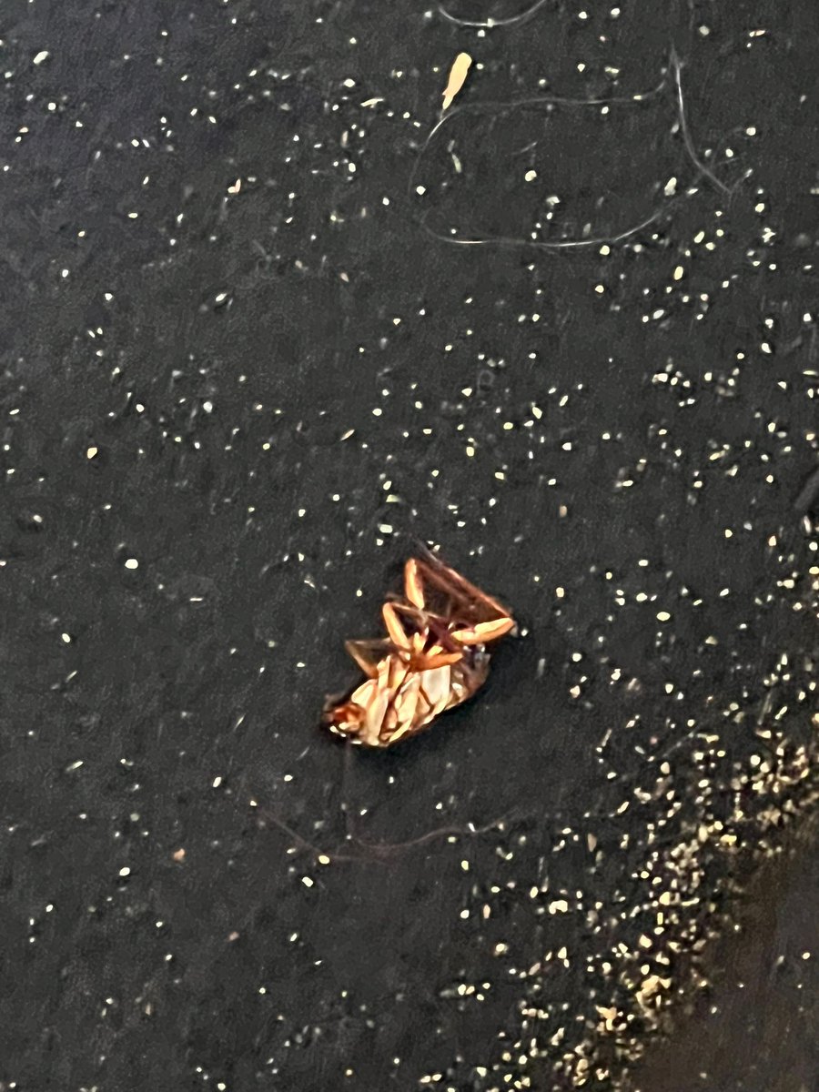 invict094's tweet photo. Buenas tardes @Uber_ES , 
Lo que me ha sucedido hoy no tiene nombre.
El vehículo se encontraba en un estado deplorable, MUY SUCIO y además tenía una cucaracha muerta en la parte de atrás detrás del asiento del conductor, adjunto foto.

Espero su contacto inmediato. https://t.co/1ffWL68LyX