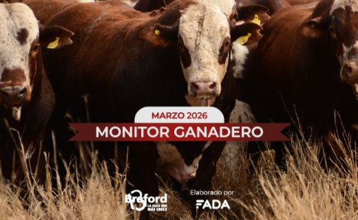 Braford Argentina tweet media