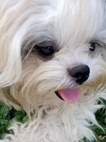 Teacups Family tweet media