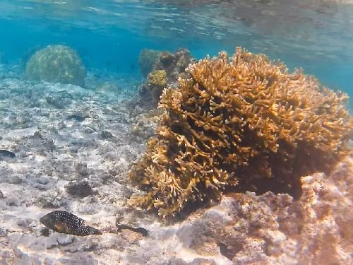 Backpack & Snorkel tweet media