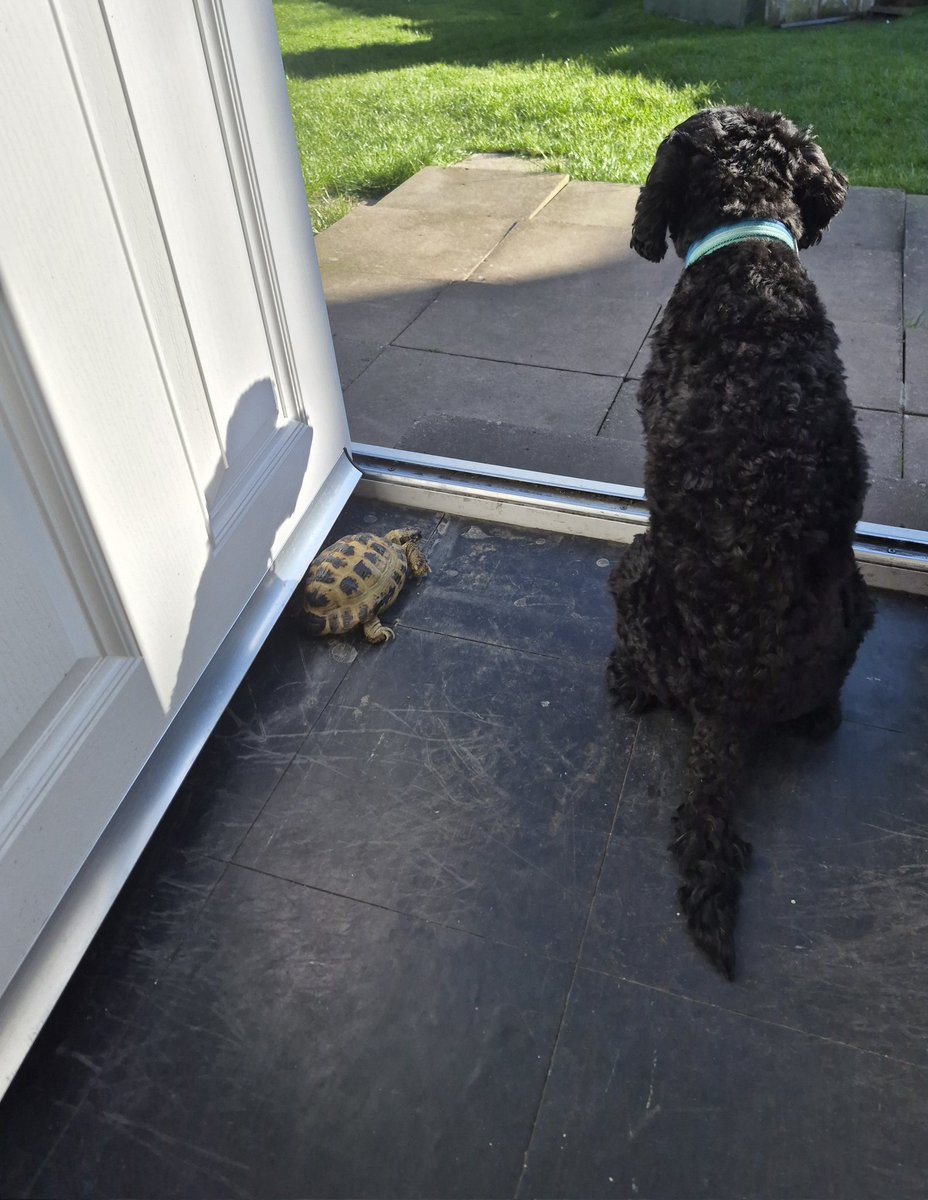 Dexter Cockapoo tweet media