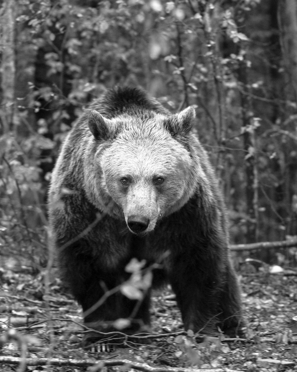 FBB_Officiel's tweet photo. 🖤 Adieu Rada
L'une des doyennes du sanctuaire de Belitsa nous a quittés
La Fondation Brigitte Bardot annonce avec tristesse le décès de Rada, l'une des plus anciennes résidentes du sanctuaire Belitsa (@BearsBelitsa) en Bulgarie, qu'elle cofinance depuis de nombreuses années. Rada s'est éteinte à l'âge de 34 ans.
Avant son sauvetage en mai 2006, Rada a enduré une existence cruelle en tant qu'ours dansant détenu par un particulier en Bulgarie. Contrainte de se produire pour le divertissement humain, privée de sa liberté et de ses instincts les plus élémentaires, elle a connu la souffrance que la Fondation Brigitte Bardot combat sans relâche.
Durant ces dernières années, Rada vivait avec plusieurs pathologies chroniques, notamment de l'arthrose sévère et un sarcome cutané diagnostiqué il y a cinq ans. La semaine dernière, ses animaliers l'ont découverte sans vie dans sa tanière. Les premiers examens suggèrent une maladie cardiaque comme cause de son décès.
Malgré les traumatismes endurés, Rada est devenue une véritable ambassadrice de la réhabilitation. Jamais elle n'avait hiberné avant son arrivée au sanctuaire. Pourtant, dès son premier hiver en liberté, elle a retrouvé ses instincts naturels. Durant vingt ans, elle a bénéficié de soins attentifs, de sécurité et d'amour. Douce et attachante, elle a touché le cœur de tous ceux qui ont veillé sur elle.
Repose en paix. 🐻💔
© Hristo Vladev | FOUR PAWS.