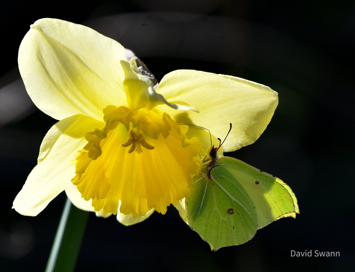 davidswann1's tweet photo. First butterfly of the year! A Brimstone in Pickering yesterday. https://t.co/DoC1RGrH37